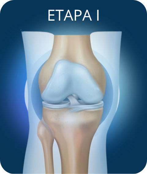 Cartilago etapa 1